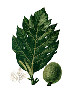 Artocarpus_camansi Breadnut, Kamansi